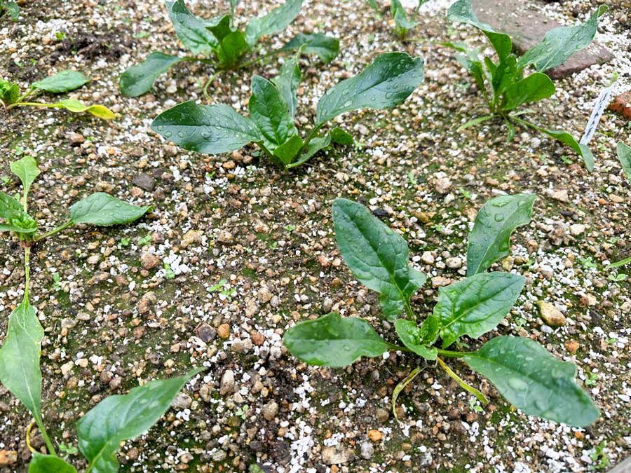 ほうれん草っぽくなってきました