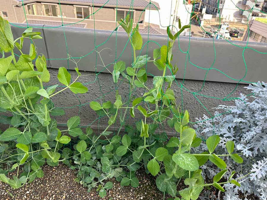 エンドウが立った！