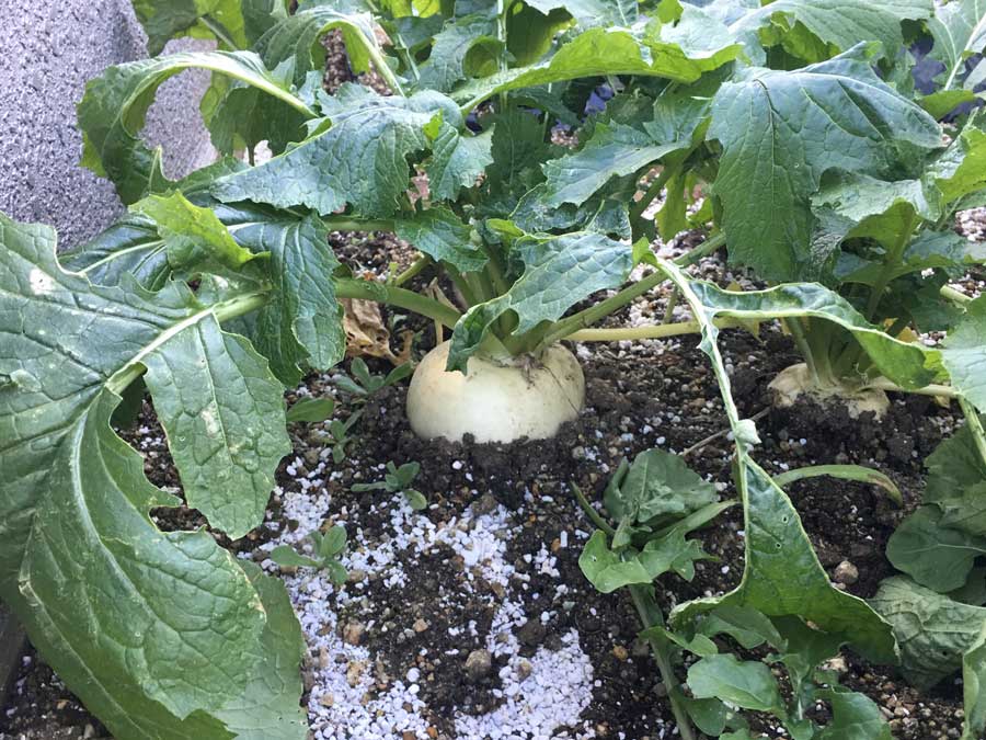 今日はChristmas partyです！