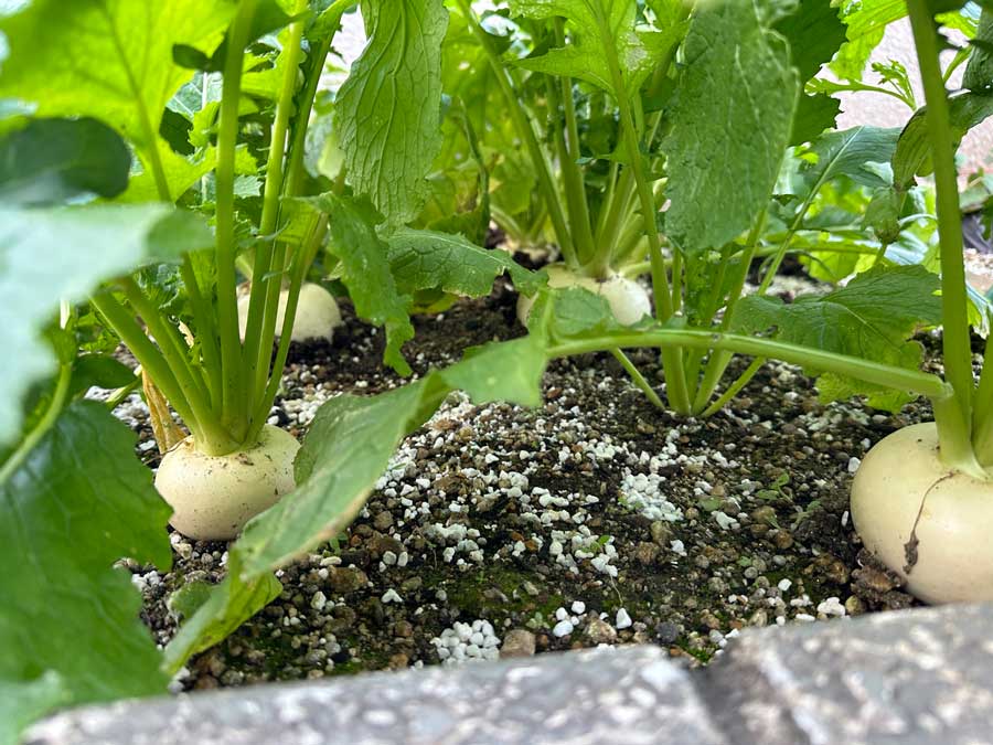 横からのアングルで
