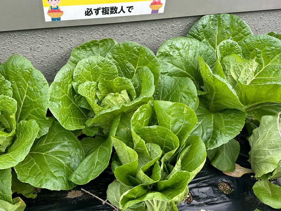 真上からのアングルで