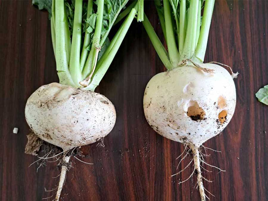 暑かった秋のせい？