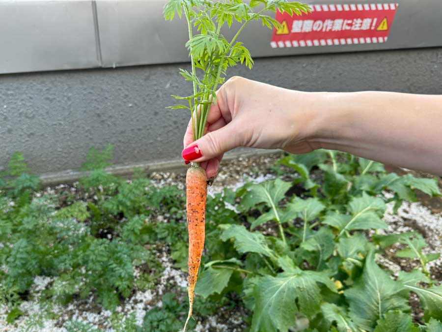 立派にまっすぐ育ちました！