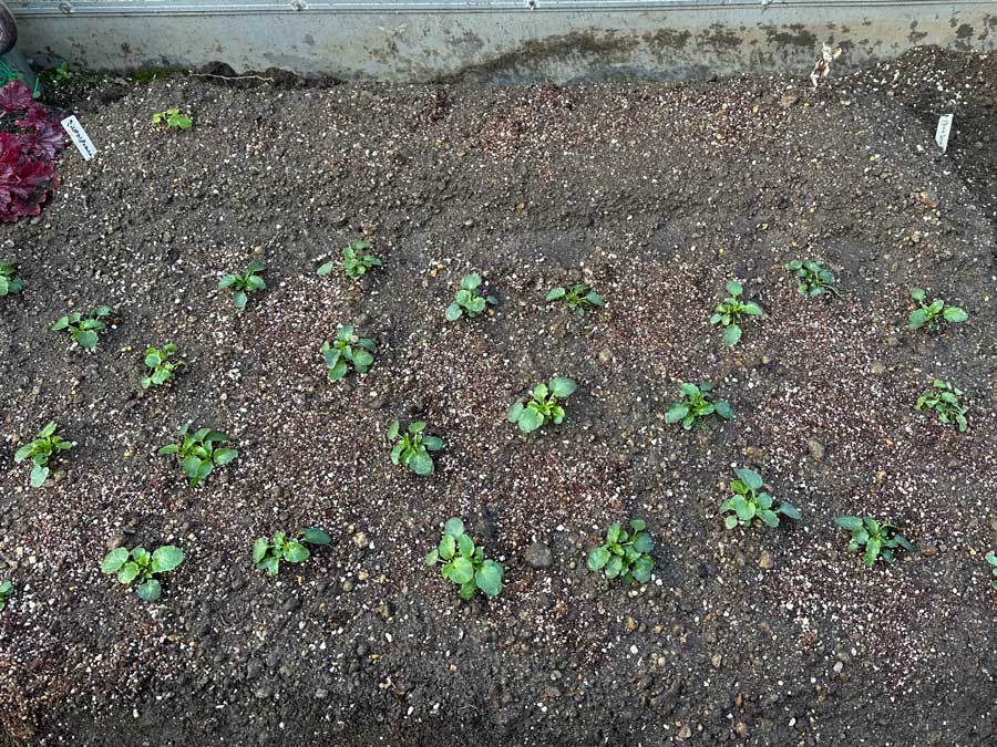 やっと定植しました