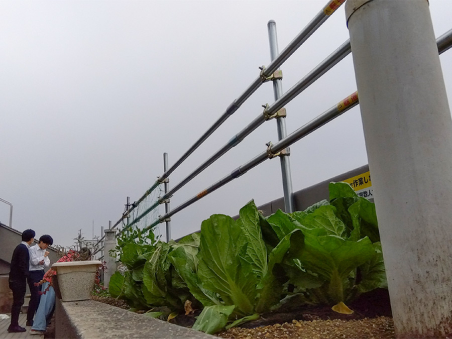 曇天のオフィス菜園