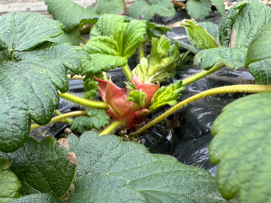 新芽が芽吹いてます