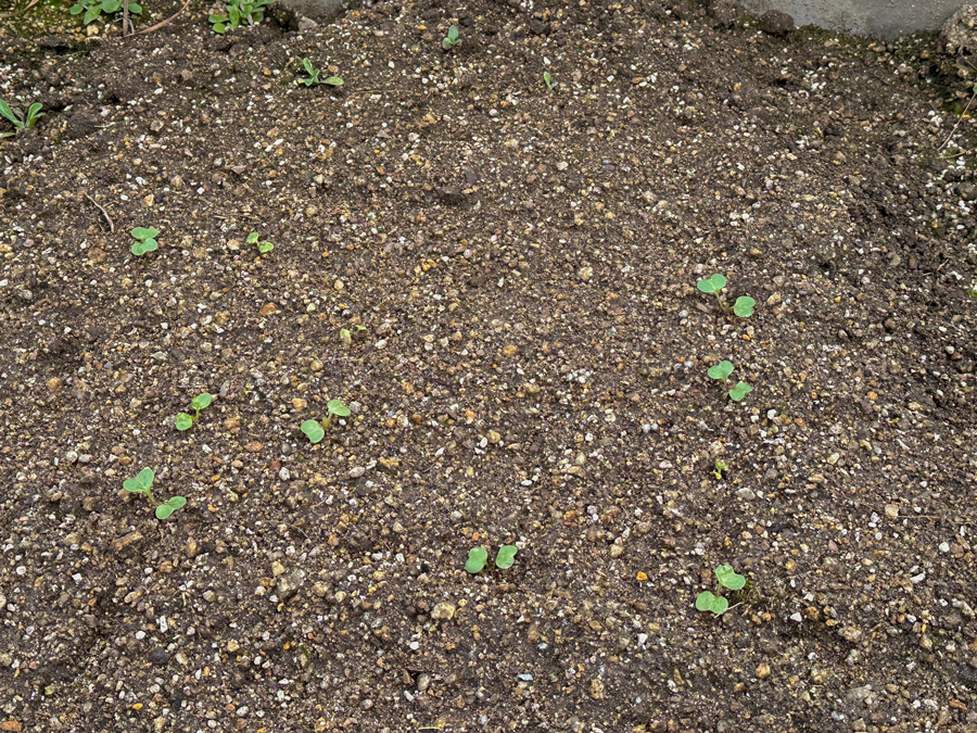 畑植えのラディッシュ