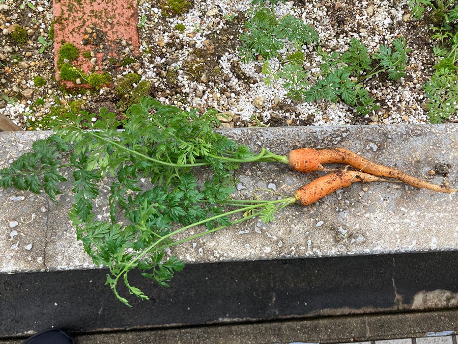 ベビーキャロット