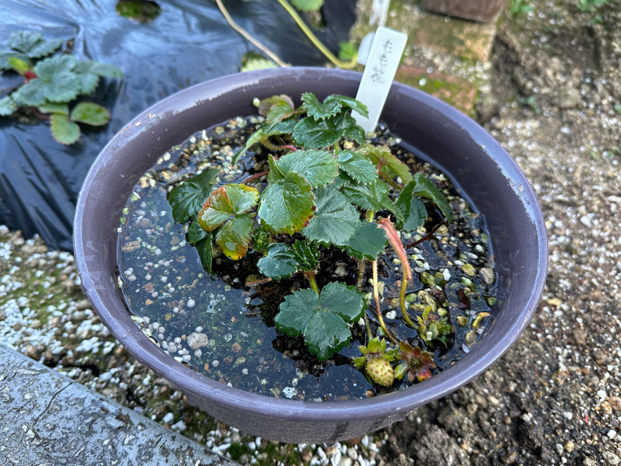 古株いちごちゃん