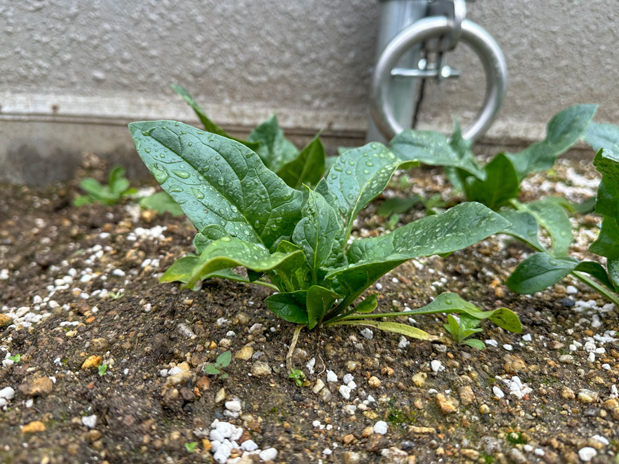 ほうれん草の収穫はいつ頃に？