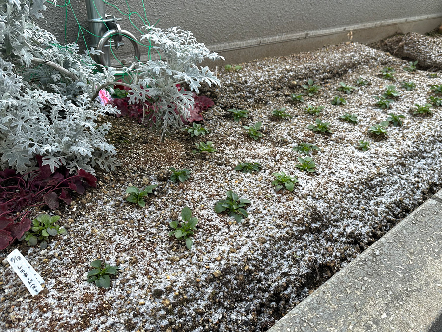 うっすら雪化粧のオフィス菜園