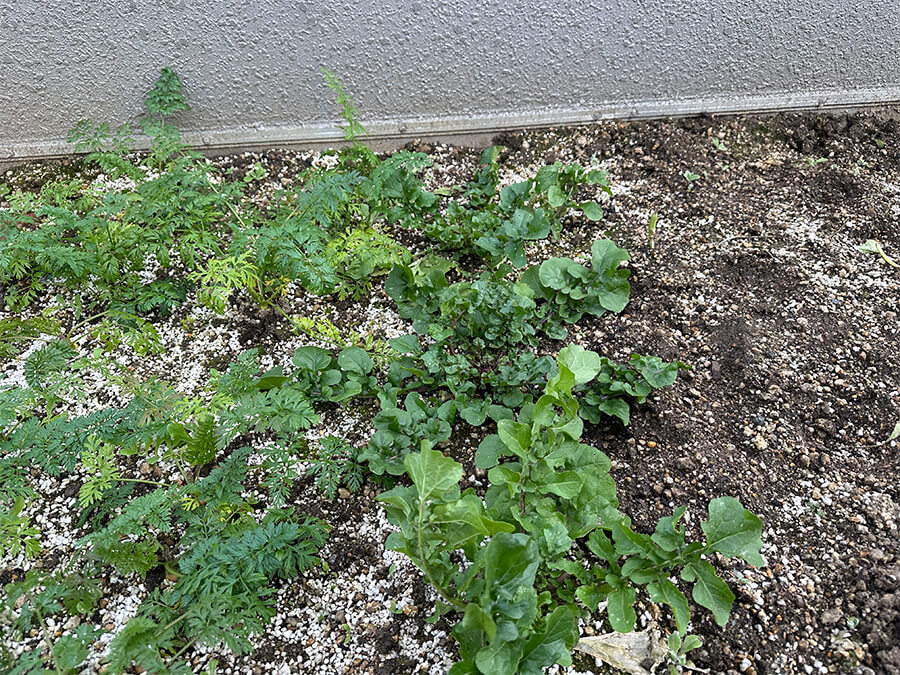 緑があざやかですね