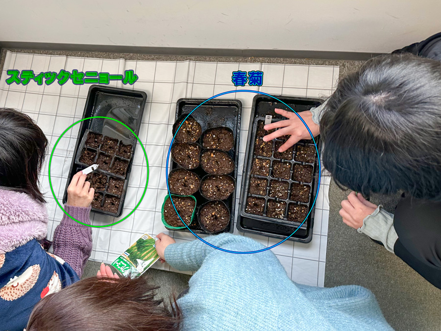 オフィス内で種まき