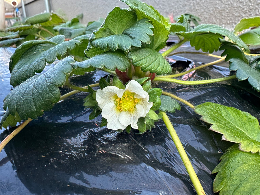 いちごの花が咲きました