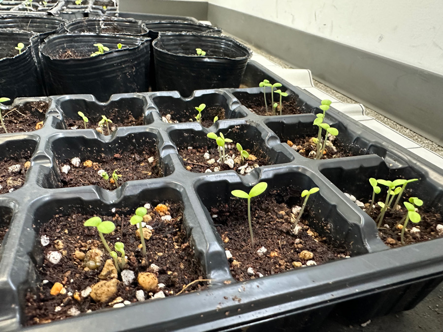 発芽しました♪