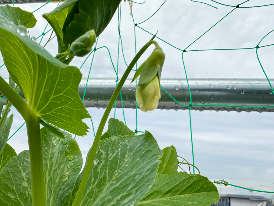 つぼみ、発見！