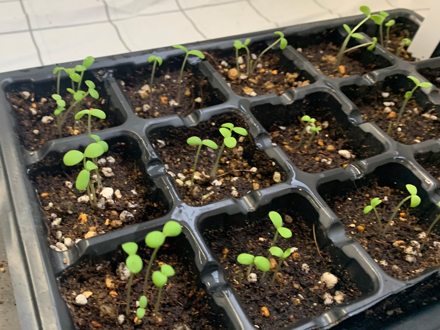 生えそろいました