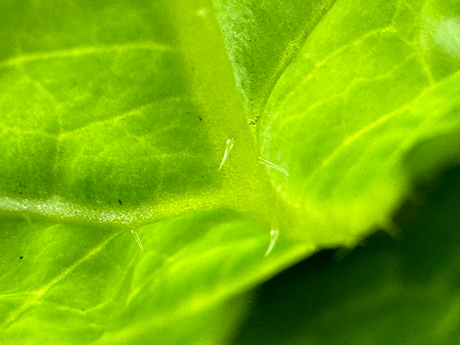 新鮮野菜にはトゲがある