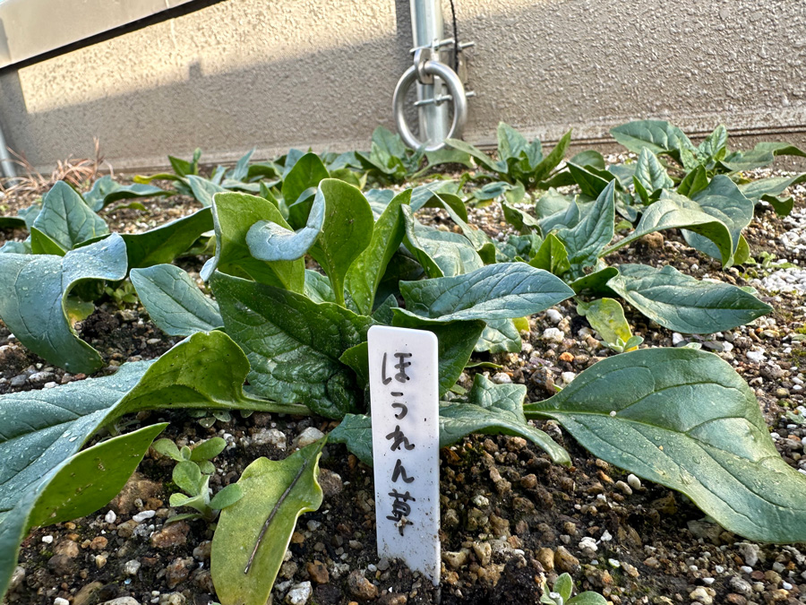 収穫しようかなぁ～