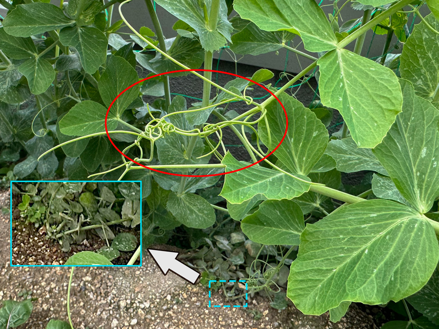 スナップエンドウの不思議