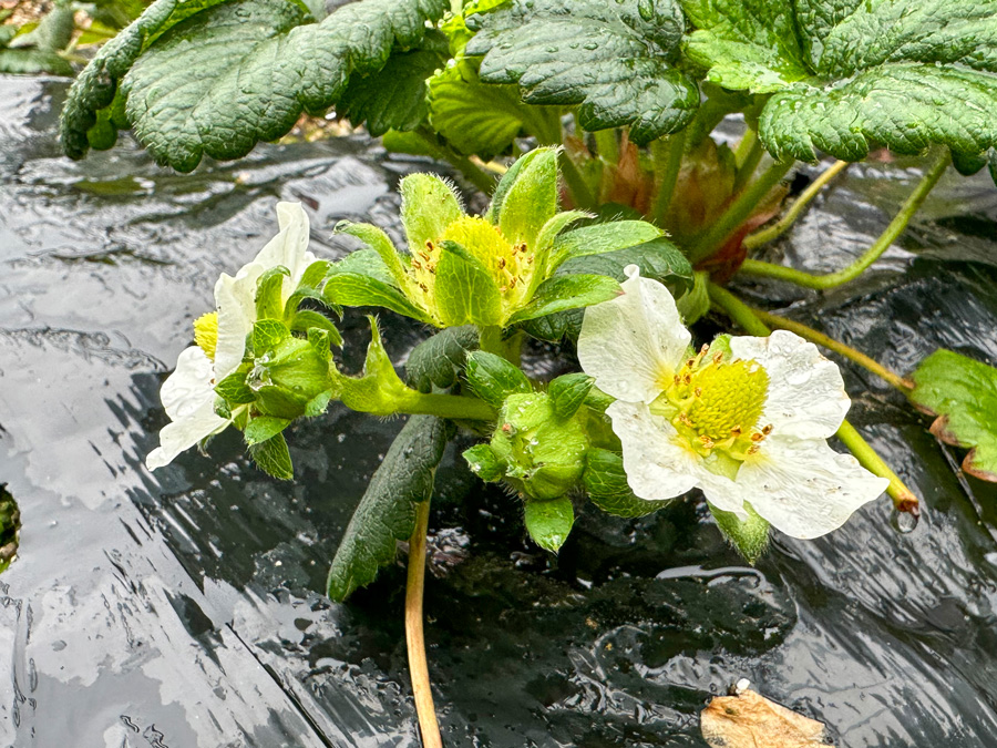 いちごの実が育ってきました