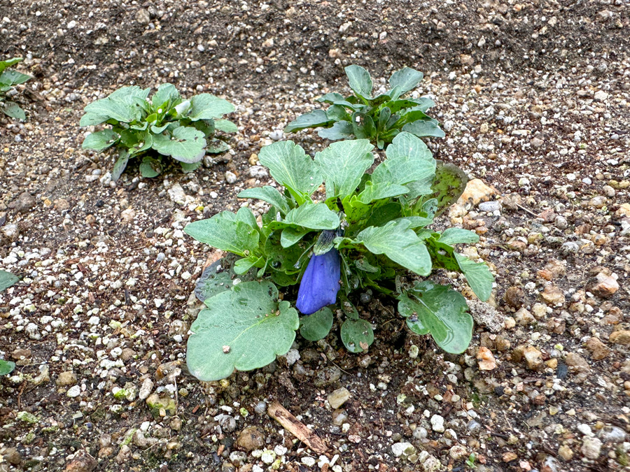パンジーにつぼみがつきました