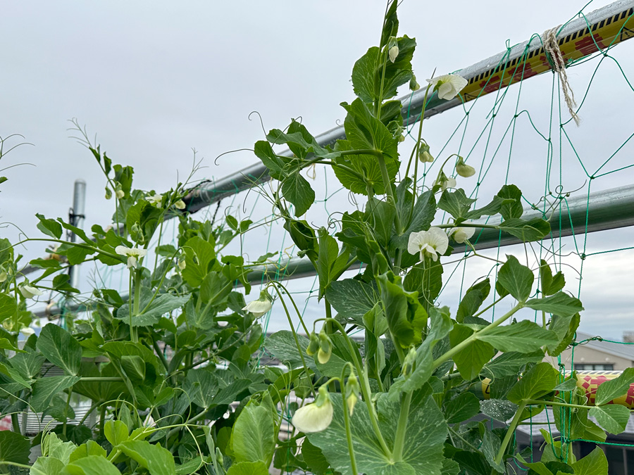 スナップエンドウの花がたくさん