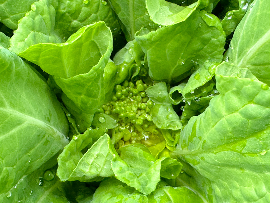 ややっ！白菜が