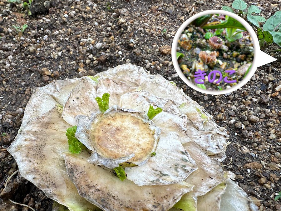 雨後の白菜とほうれん草