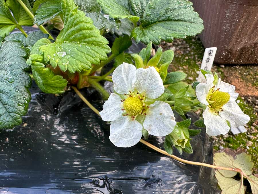 成長が楽しみ過ぎる～っ