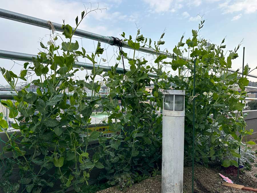 スナップエンドウがすくすくと