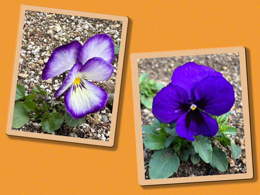 祝！パンジー開花