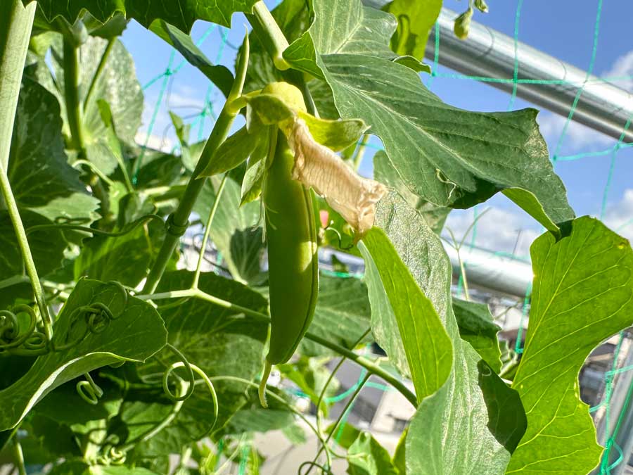 チビッ子、発見！