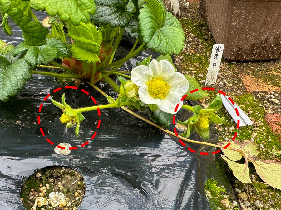 とうとう、花が落ちました