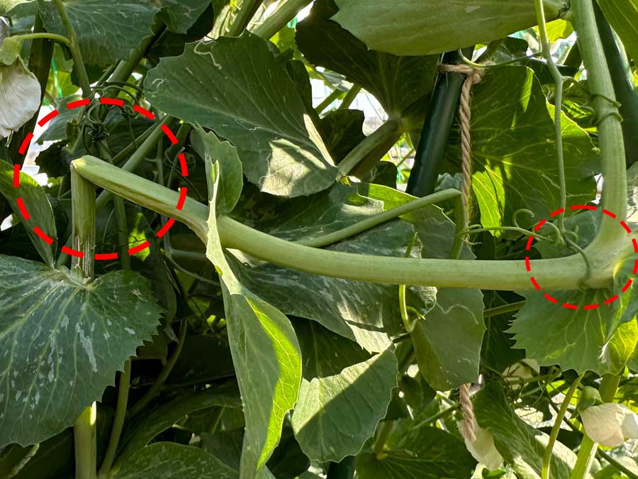 直角エンドウさん