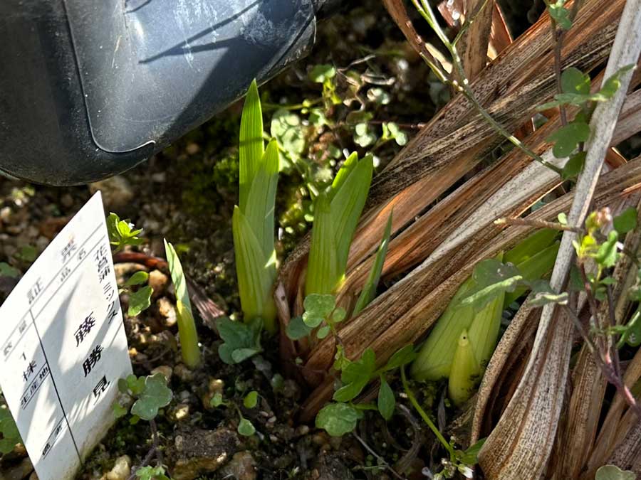 春、それは新芽が出る季節