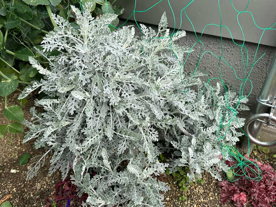 しなだれかかってます