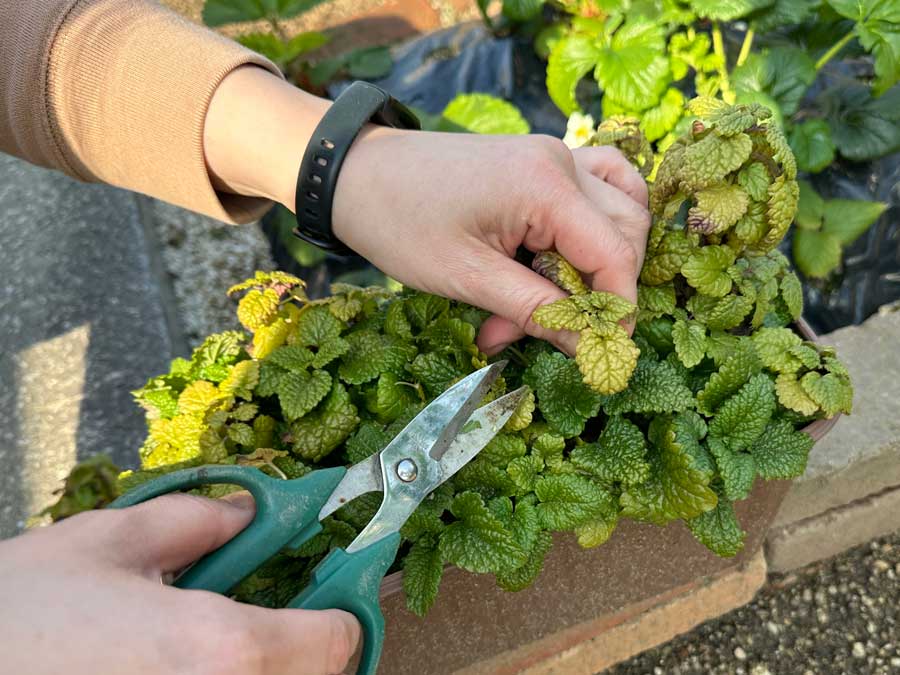 剪定しましょう