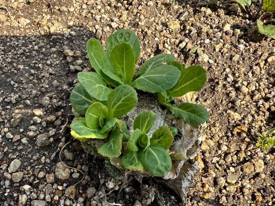 白菜の根っこからも