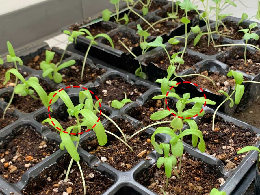 春菊らしい葉がやっと