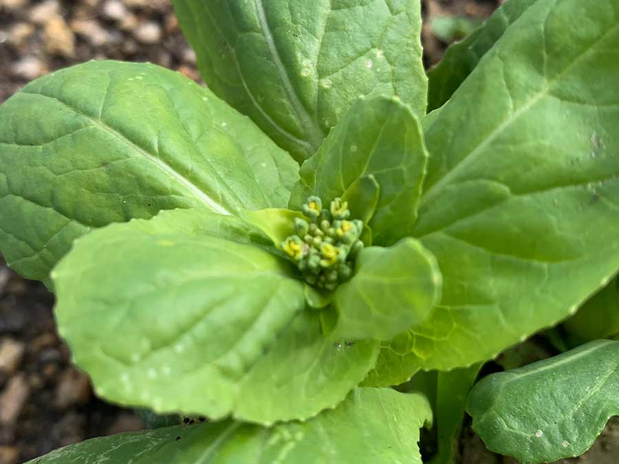 白菜の芯、再生中