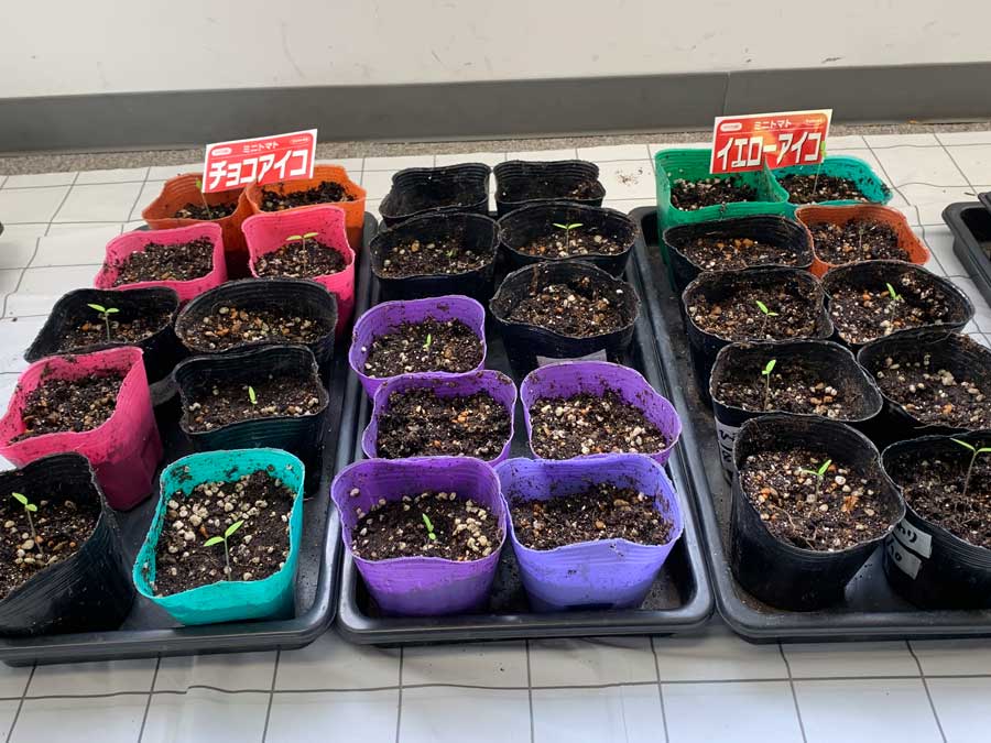 アイコちゃん、芽が出たよ♪