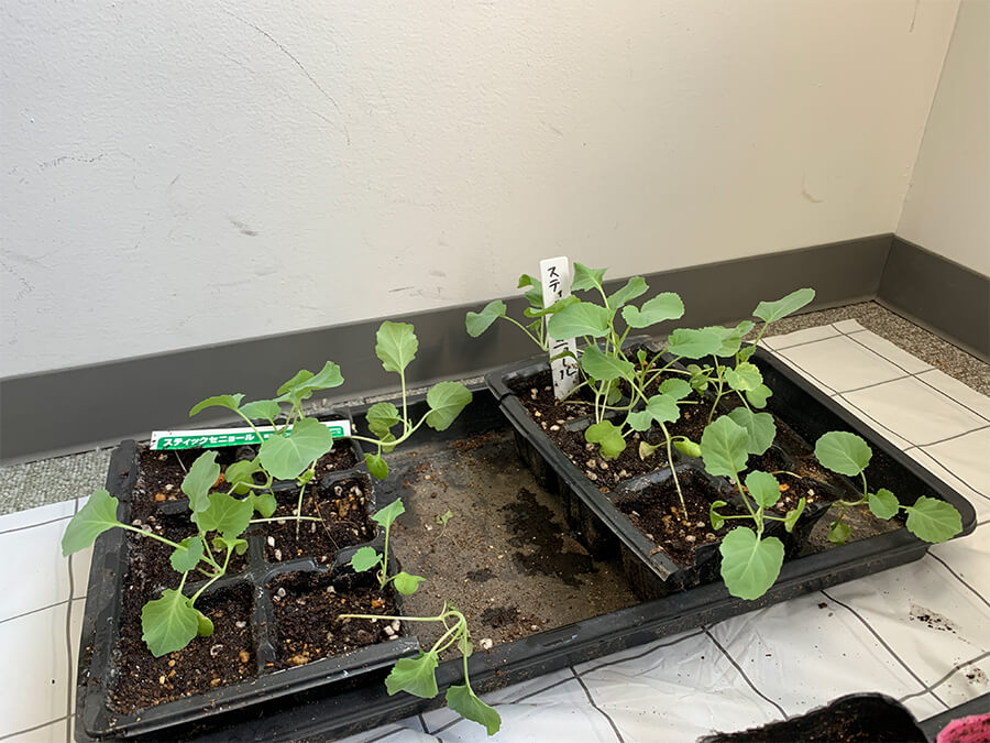 スティックセニョール