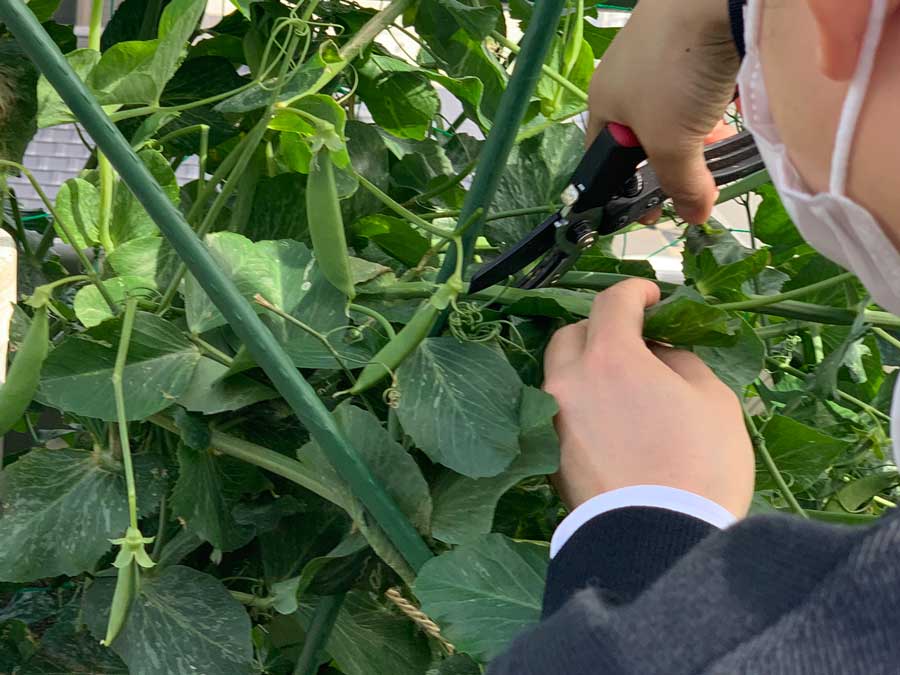 スナップエンドウ、間引きま～す