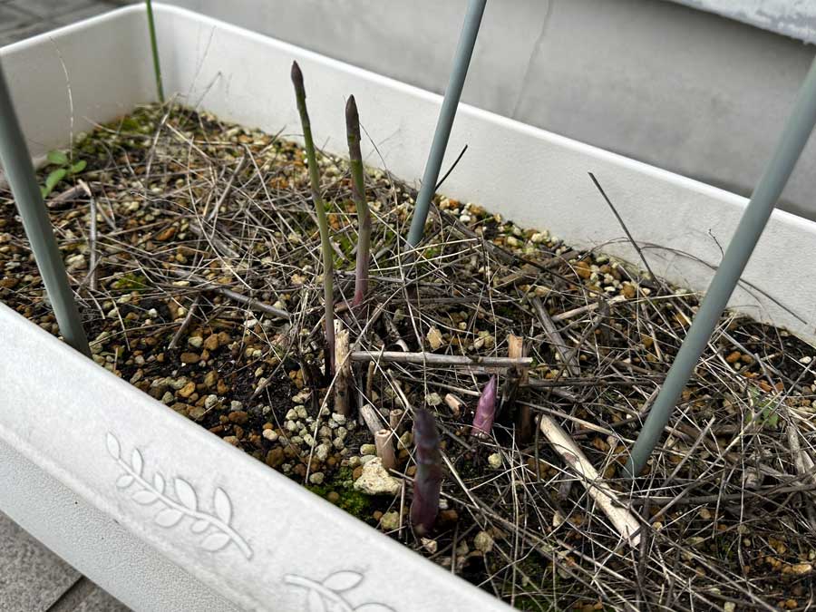 無事、越冬しましたっ！