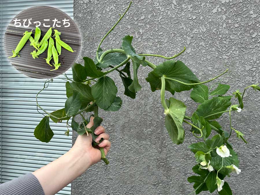 無念のリタイア