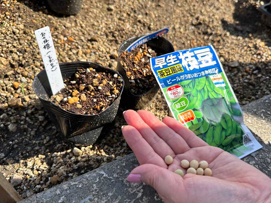 枝豆、種まき