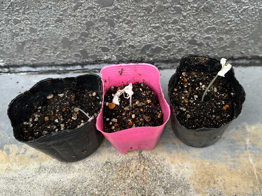 お外デビュー失敗か！？