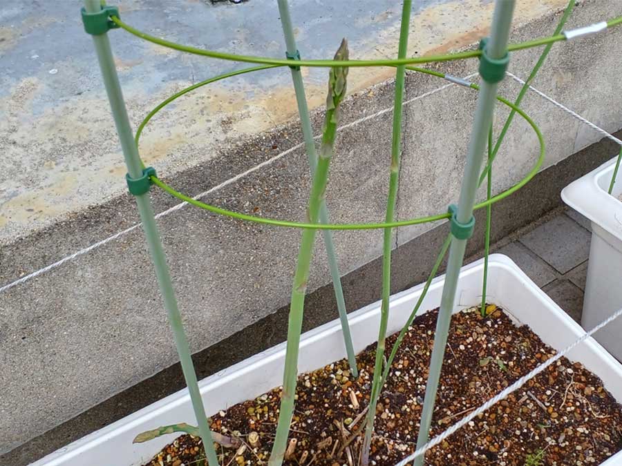 休み明けのアスパラ