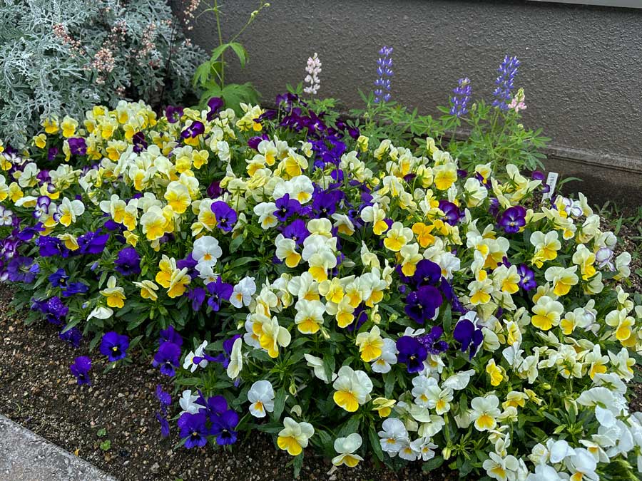 百花繚乱まであと少し